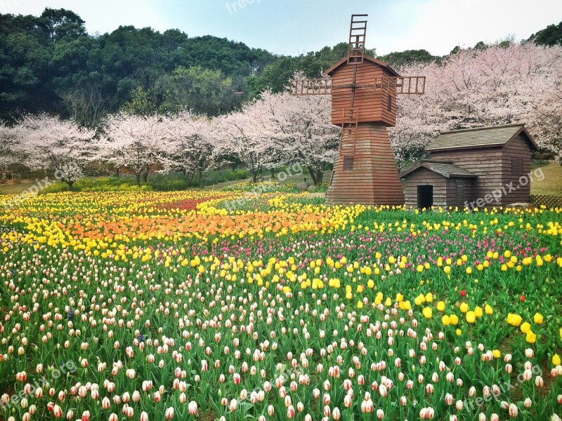 Flower Windmill Ye Tian The Scenery On The Hill