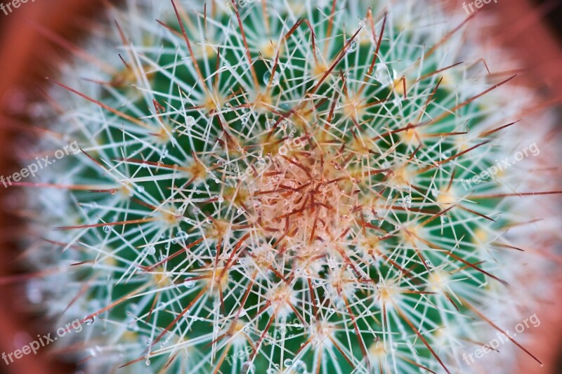 Cactus Plant Garden Macro Green