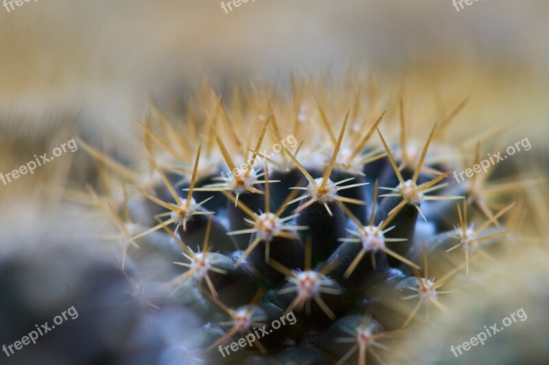 Cactus Dea Macro Flower Nature