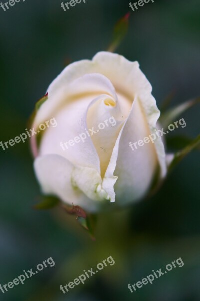 Rose Flower Color Macro Nature