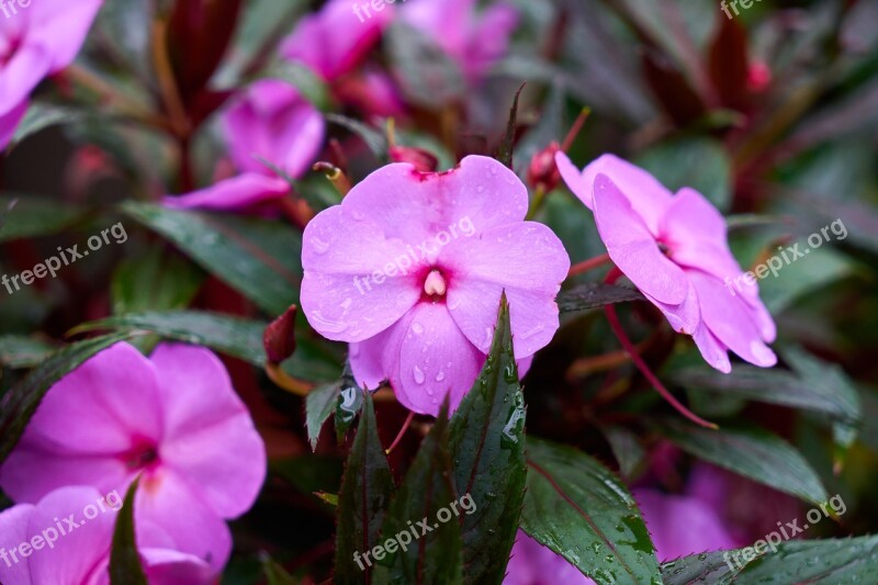 Flower Flowerpot Nature Macro House Plant