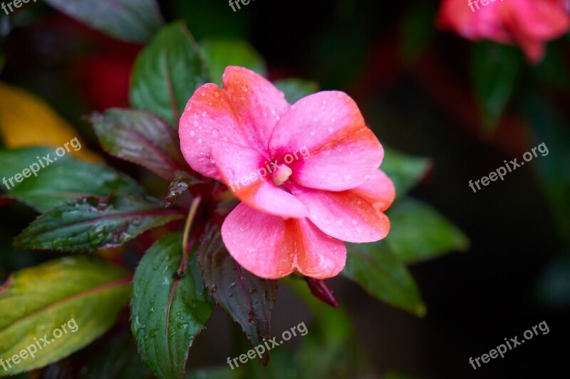 Flower Flowerpot Nature Macro House Plant