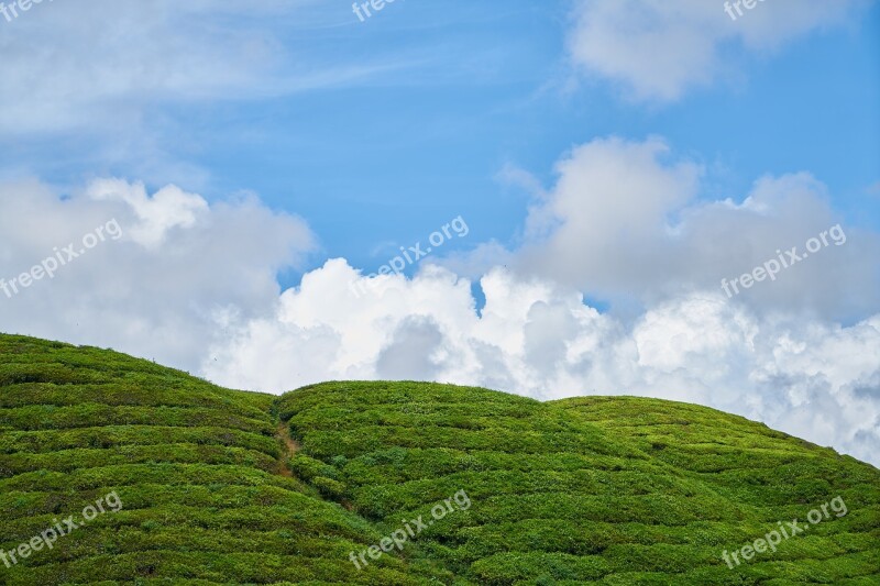 Mountain Nature Taylor Tree Grass