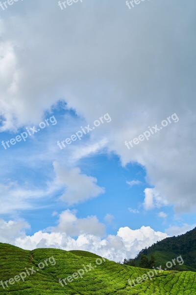 Mountain Nature Taylor Tree Grass