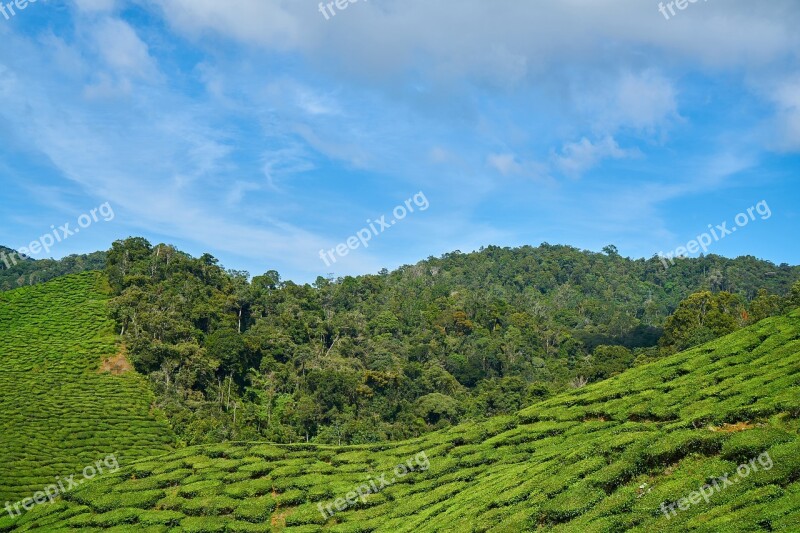 Tea Plant Green Landscape Nature