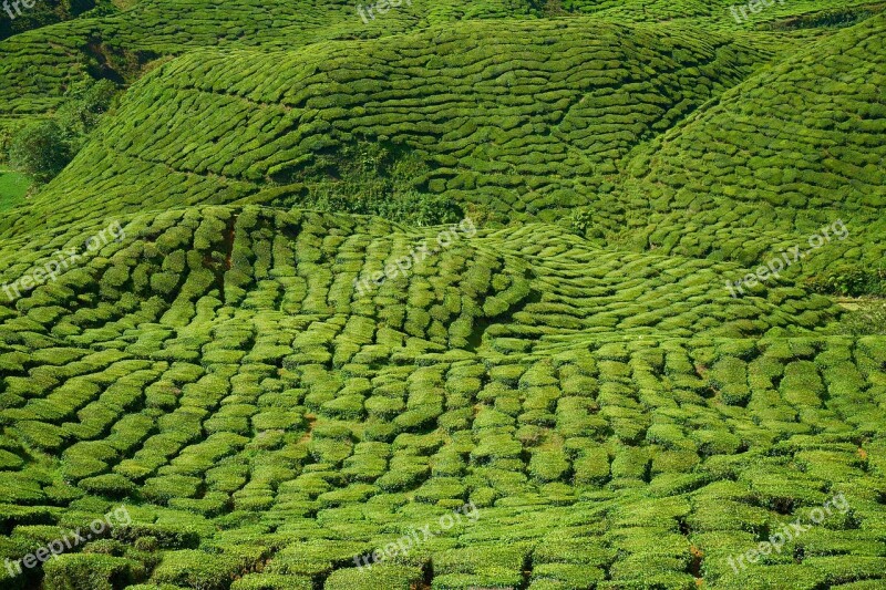 Tea Plant Green Landscape Nature