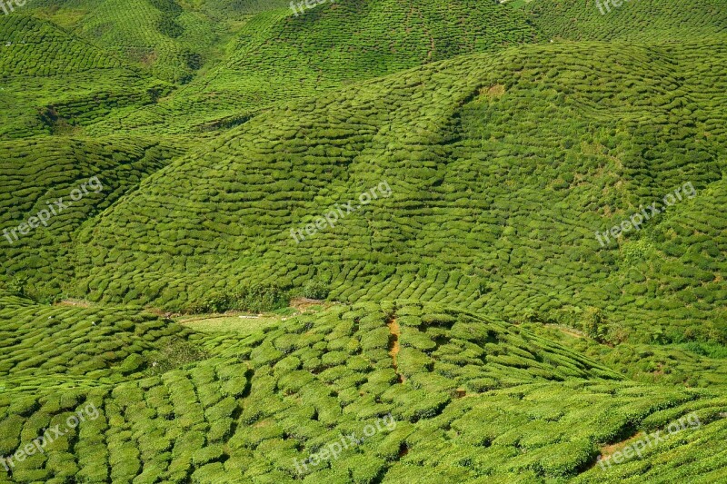 Tea Plant Green Landscape Nature