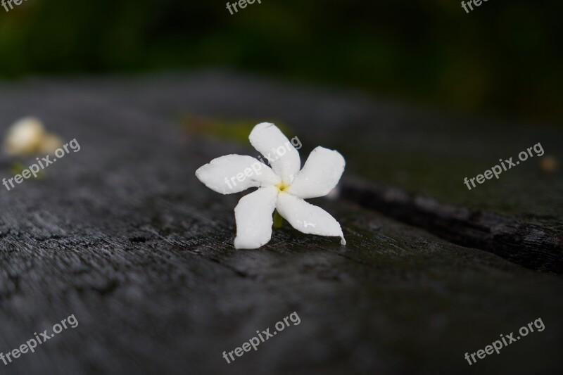 Flower Single White Stand Alone Background