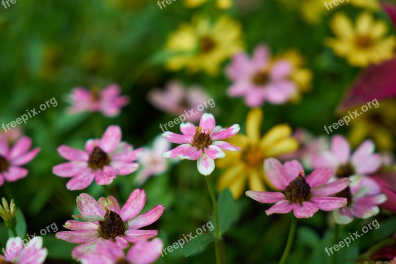 Flower Botanical Garden Summer Spring