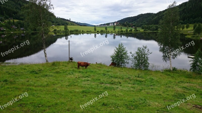 Lake Cows Landscapes Sweden Nature