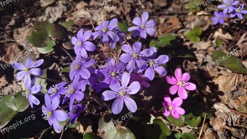 Liverwort Spring Flowers Our Characters Flowers Nature