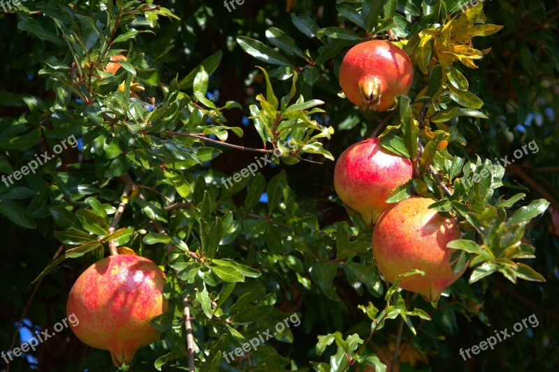 Pomegranate Fruit Tree Free Photos