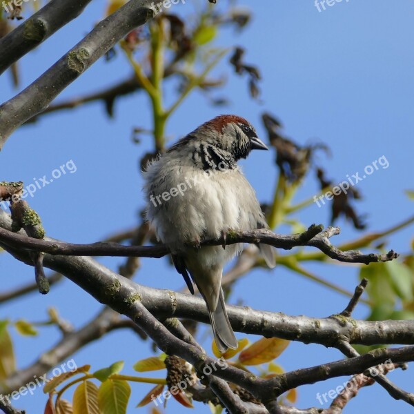 Bird Songbird Sparrow House Sparrow Sperling