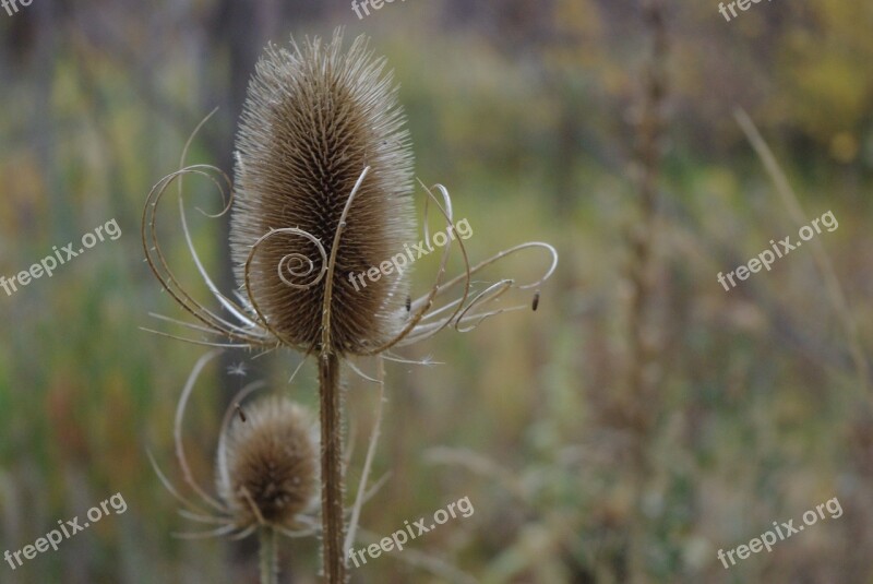 Plant Fall Provo Canyon Canyon Utah