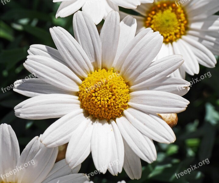 Marguerite Blossom Bloom White Yellow