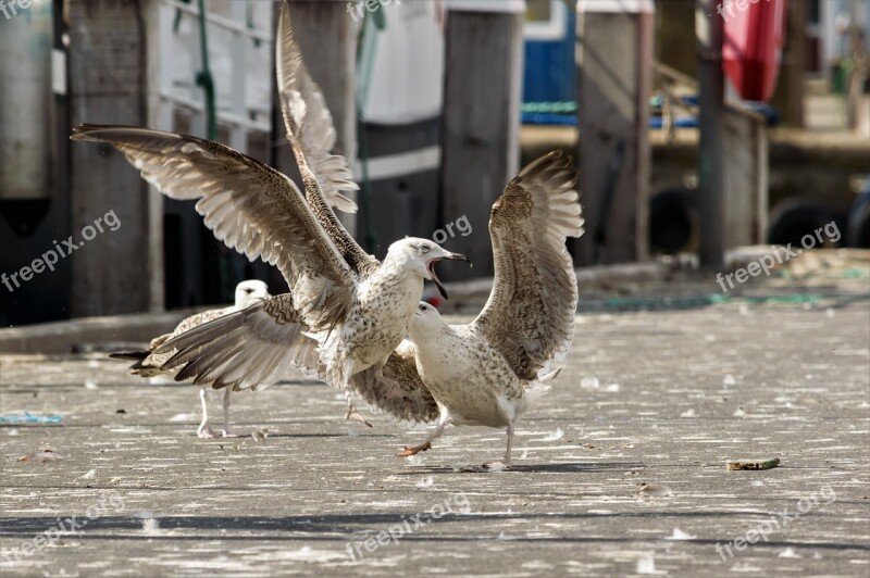 Seagull Dispute Waterfowl Argue Nature