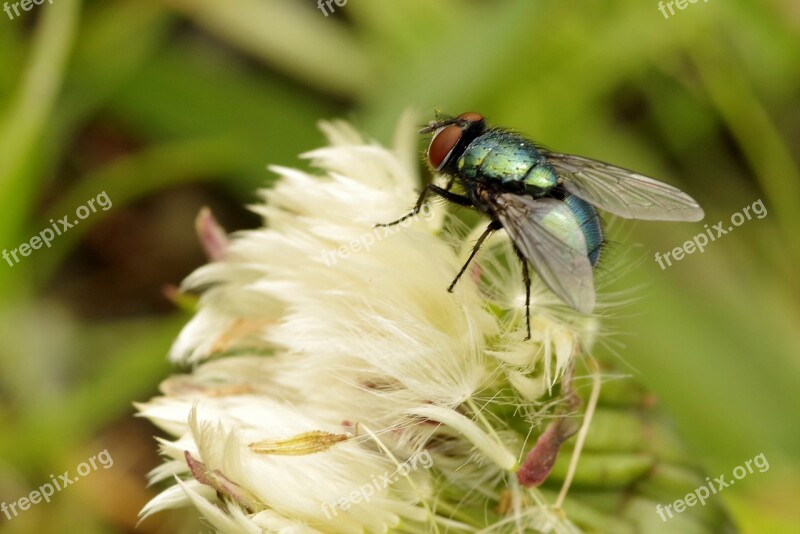 Mucha Blue Glossy Insect Wings