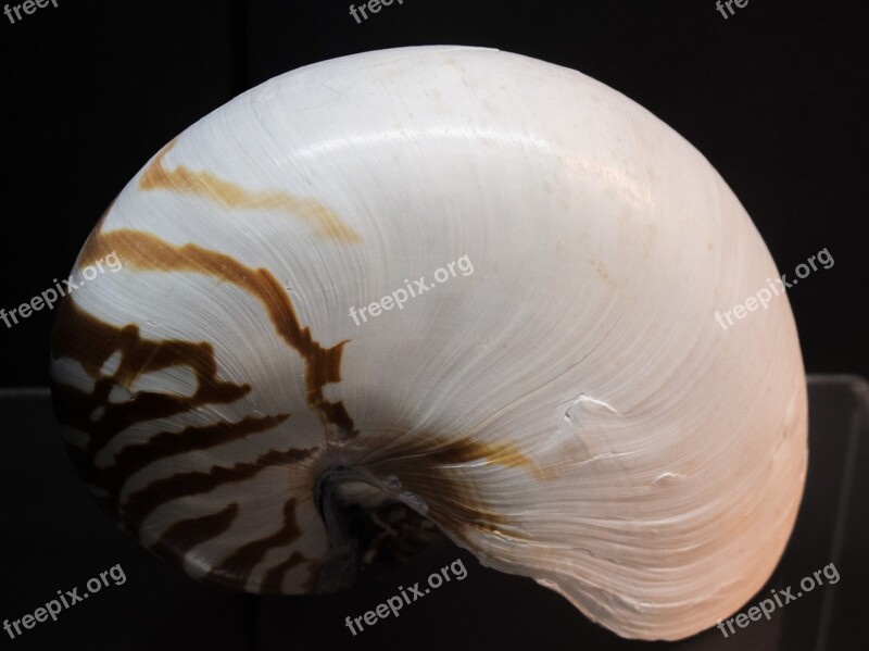 Nautilus Pompilius Shell Nautilus Nature Nautilus Shell