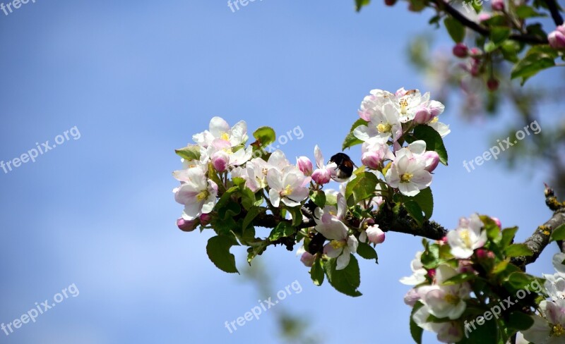 Branch Apple Blossoms Apple Tree Spring Blossom