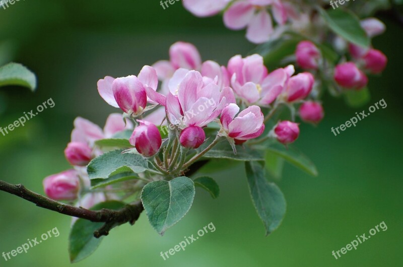 Blossom Bloom Apple Blossom Spring Pink