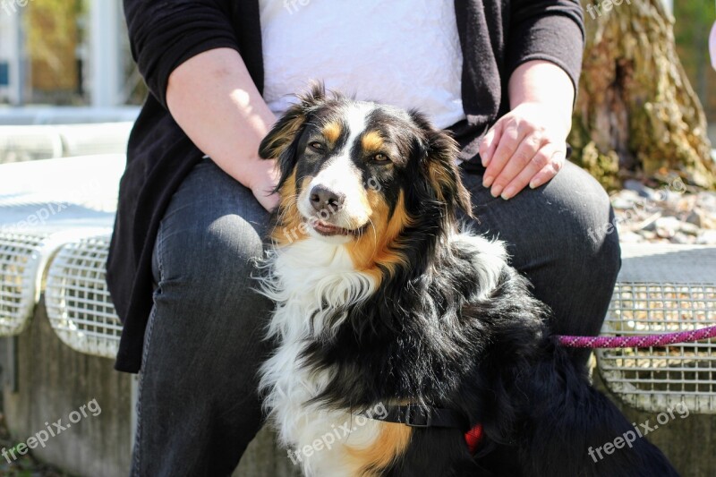 Dog Collie Border Collie Purebred Dog Sitting