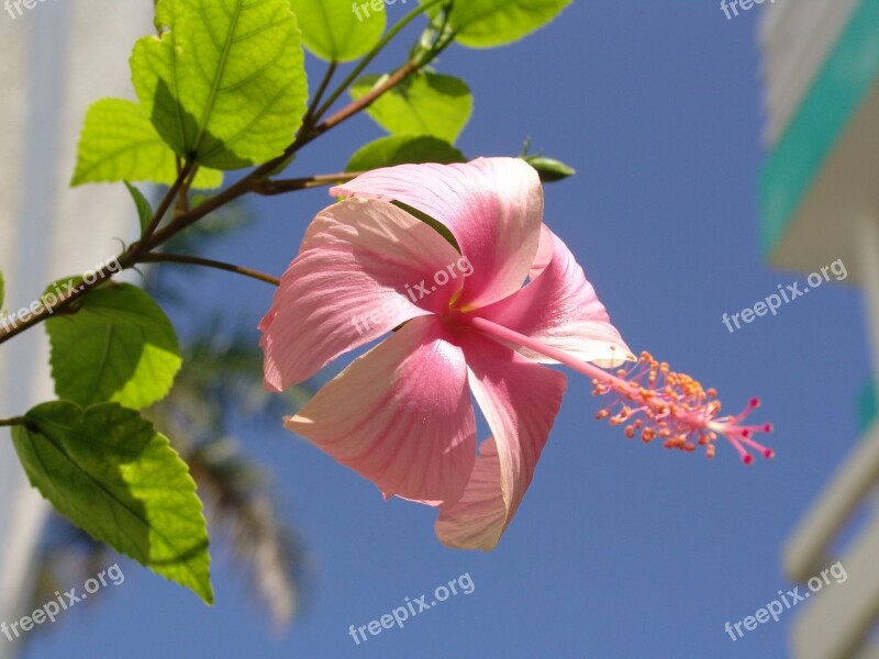 Blossom Bloom Pink Pink Flower Garden