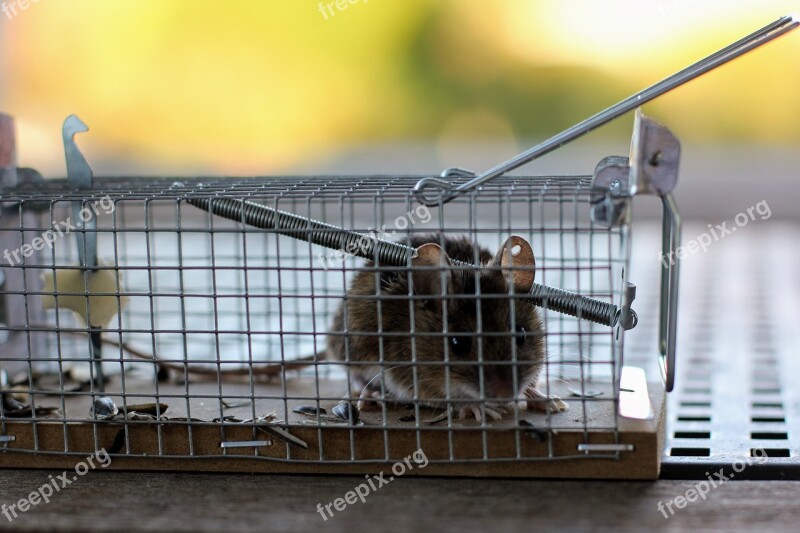 Mouse Mousetrap Case Nager Animal