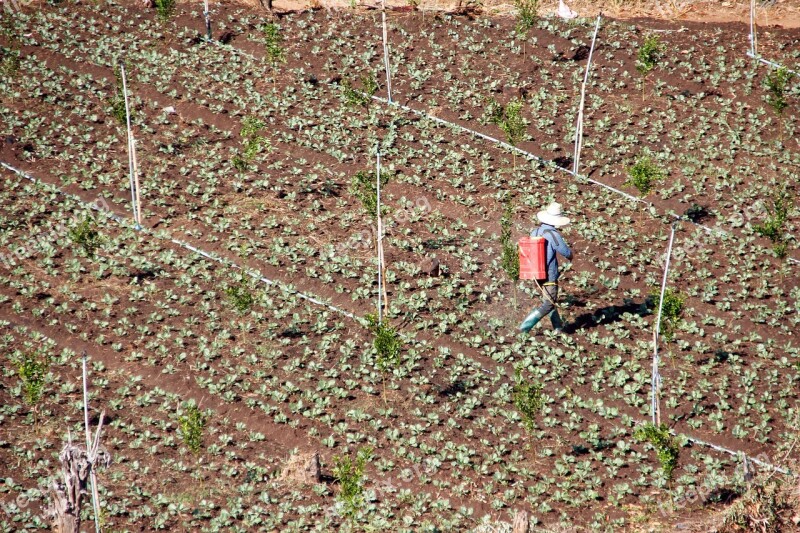 Field Spray Water Fertilizer Field Workers