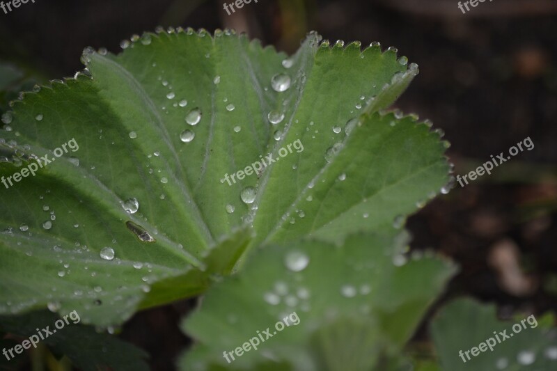 Nature Frauenmantel Leaf Dewdrop Free Photos