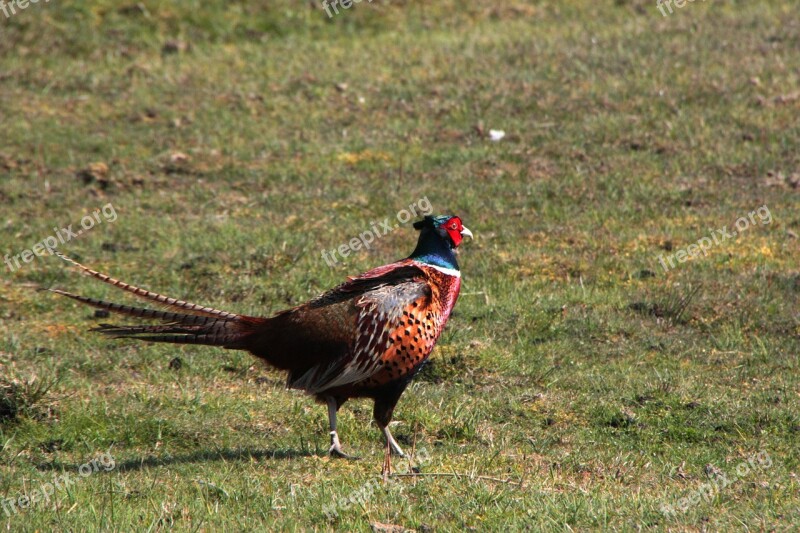 Amrum North Sea Partridge Dunes Nesting Sites