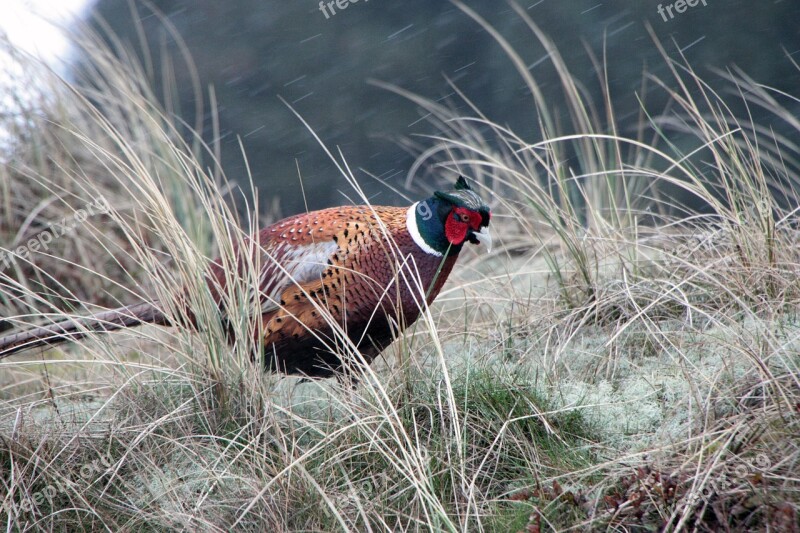 Amrum North Sea Partridge Dunes Nesting Sites