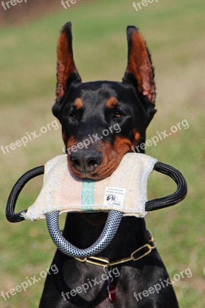 Doberman Pillow Fejkép Dog Portrait