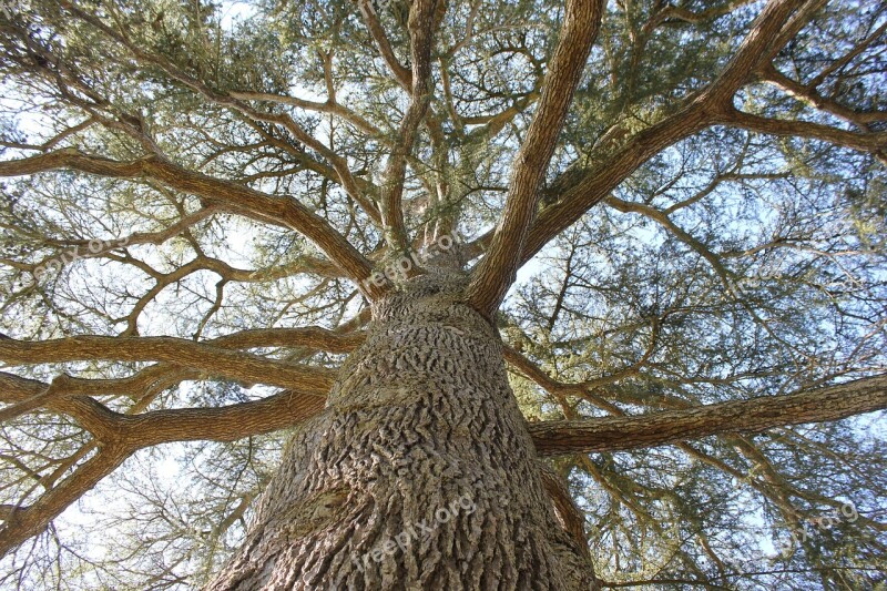 Tree Centenary Wood Branches Free Photos