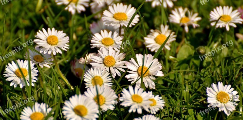 Daisy Meadow Bloom Flowers Spring