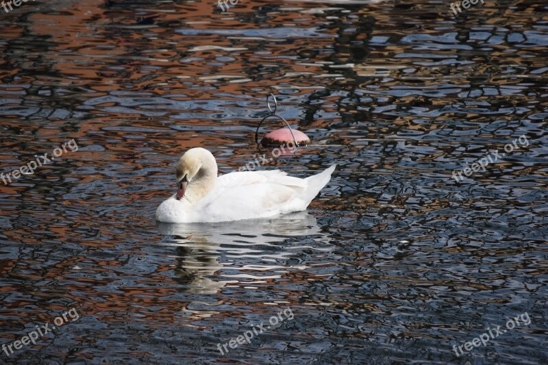 Swan Lecco Lake Lombardy Water