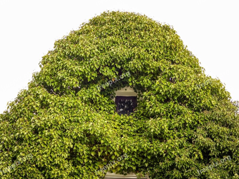 Window Leaves House Proliferates Old