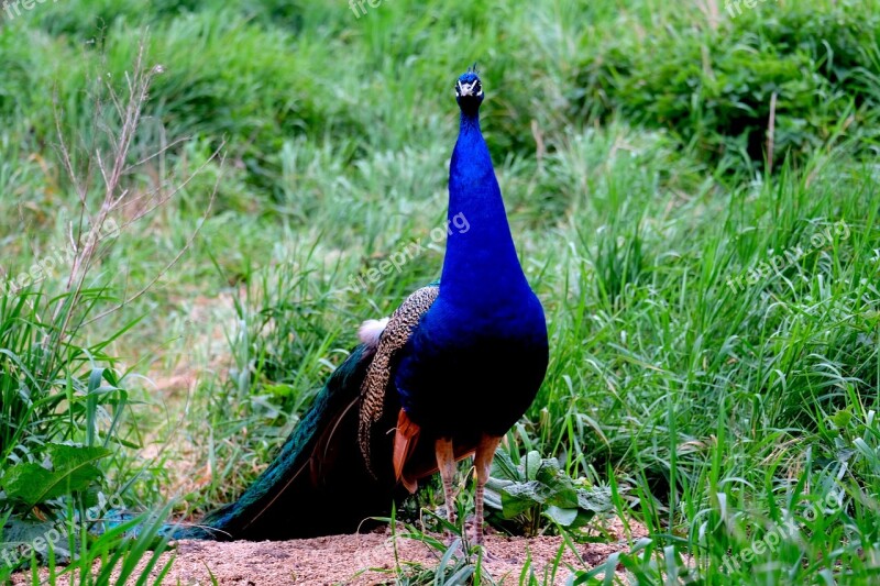 Peacock Bird Pride Feather Nature