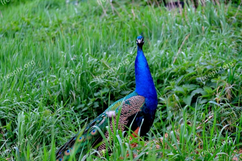 Peacock Bird Pride Feather Nature