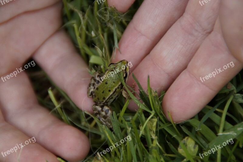 Frog Child Small Creature Protect