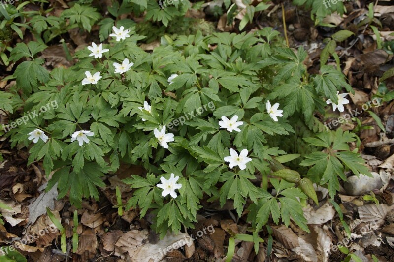 Wood Anemone Anemones White Wild Anemone Anemone