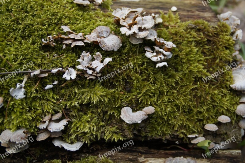 Mushrooms Tree Fungi Moss Fallen Tree Dead Tree