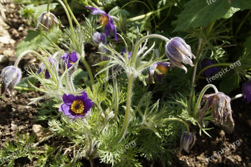 Pasque Flower Pulsatilla Plant Homeopathy Medical