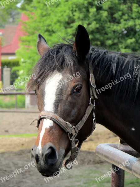 Horse Pony Nature Cute Animal