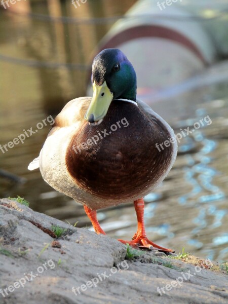 Duck Drake Mallard Duck Cute Water