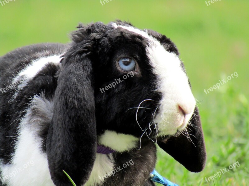 Rabbit Bunny Cute Ušák White