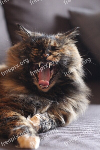 Cat Fangs Yawn Kitty Wild