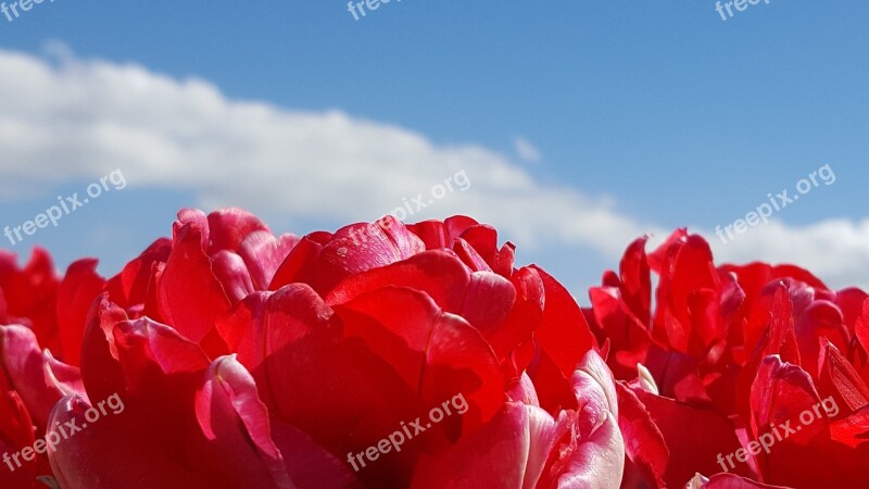 Tulp Rood Lucht Free Photos