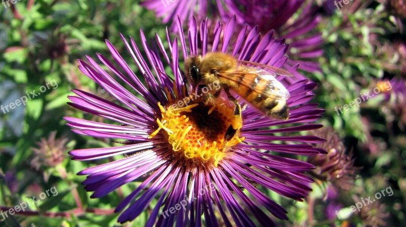 Herbstaster Bee Blossom Bloom Insect