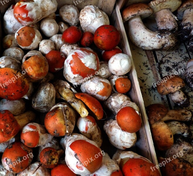 Mushrooms Imperial Inge Food Mushrooms Market Free Photos