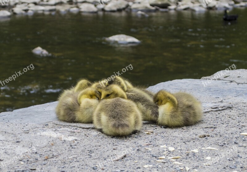 Duck Ducklings Baby Cute Beak